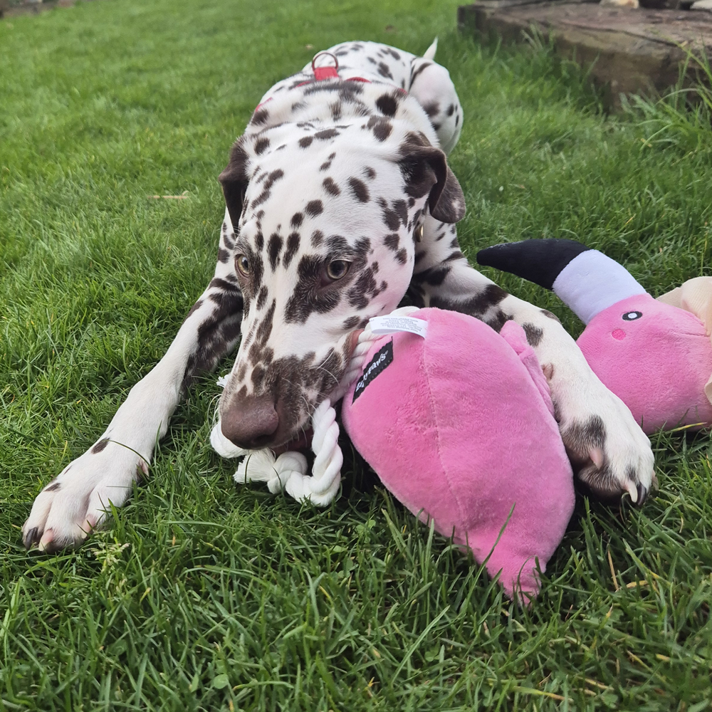 Flamingo A Playtime Favorite Your Dog Will Love !